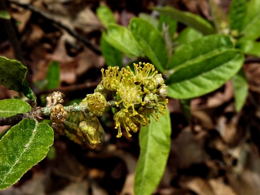 {Croton alabamensis}